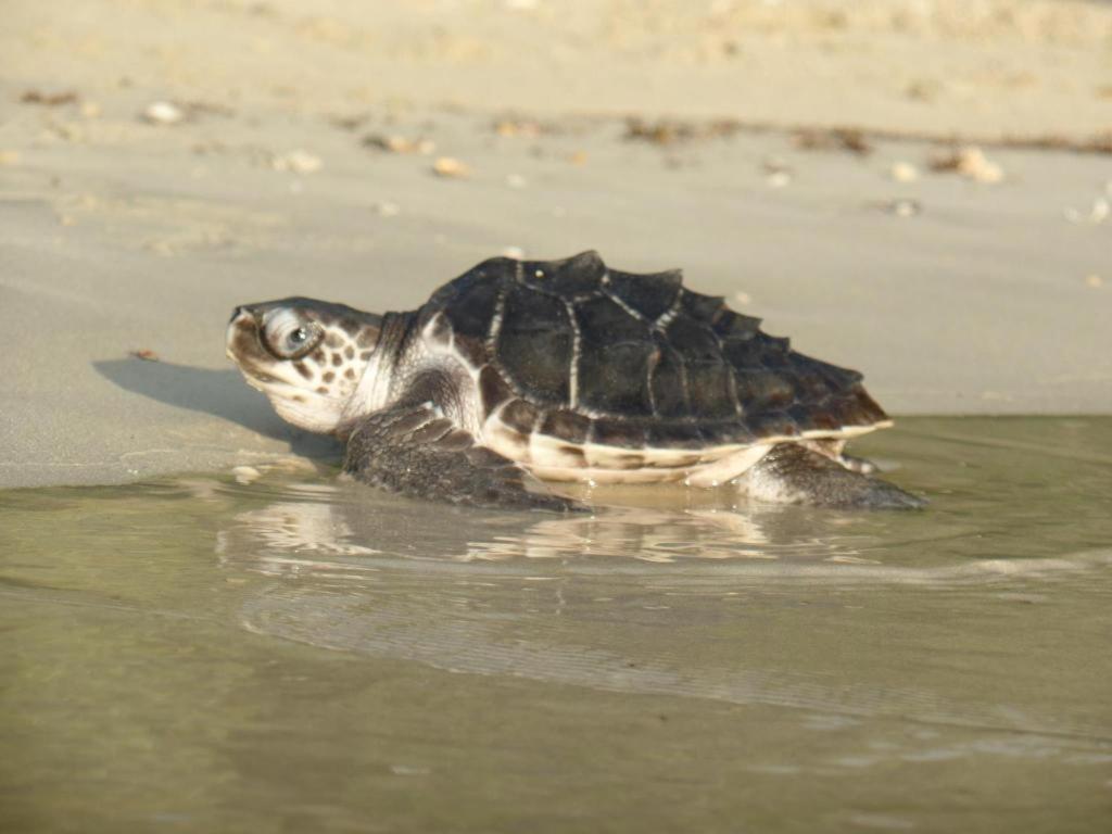 Secret Paradise Resort & Turtle Sanctuary 산 비센테 외부 사진