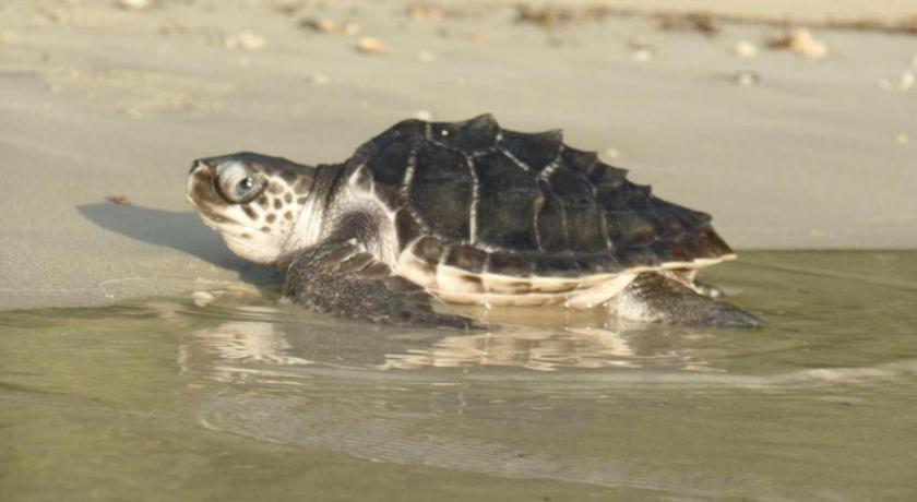 Secret Paradise Resort & Turtle Sanctuary 산 비센테 외부 사진